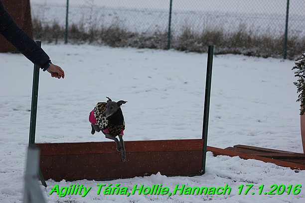 Agility Tana, Hollie,Hannach 17.1.2016 (115)