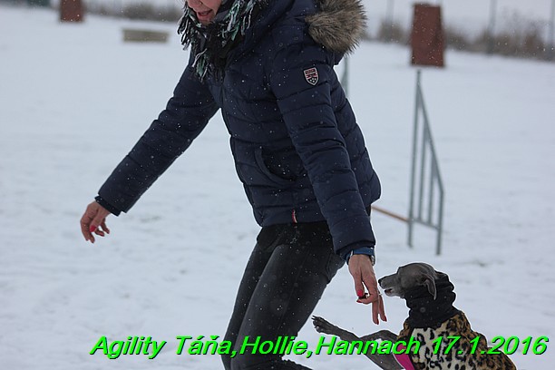 Agility Tana, Hollie,Hannach 17.1.2016 (117)