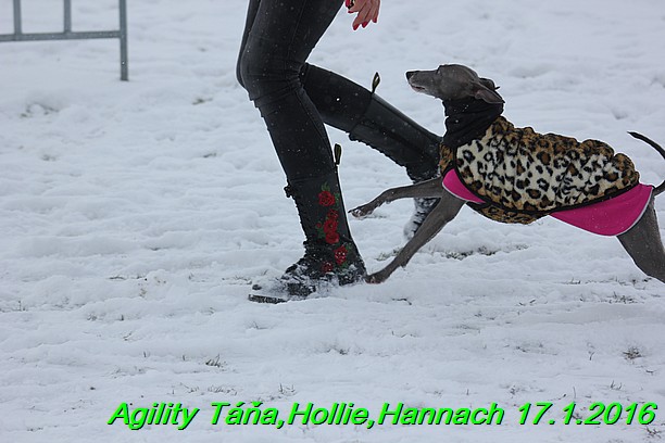 Agility Tana, Hollie,Hannach 17.1.2016 (118)