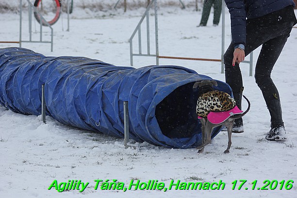 Agility Tana, Hollie,Hannach 17.1.2016 (121)