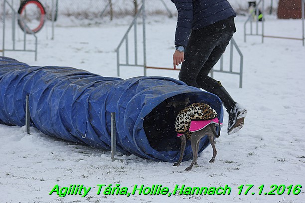 Agility Tana, Hollie,Hannach 17.1.2016 (122)