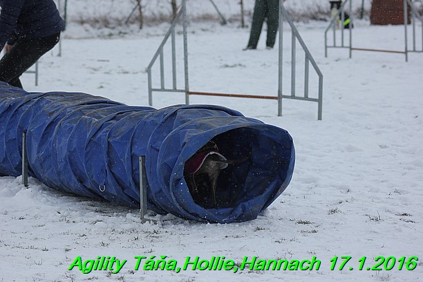 Agility Tana, Hollie,Hannach 17.1.2016 (123)