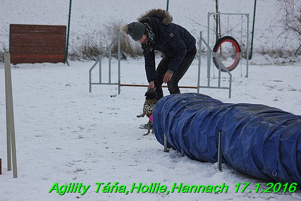 Agility Tana, Hollie,Hannach 17.1.2016 (124)