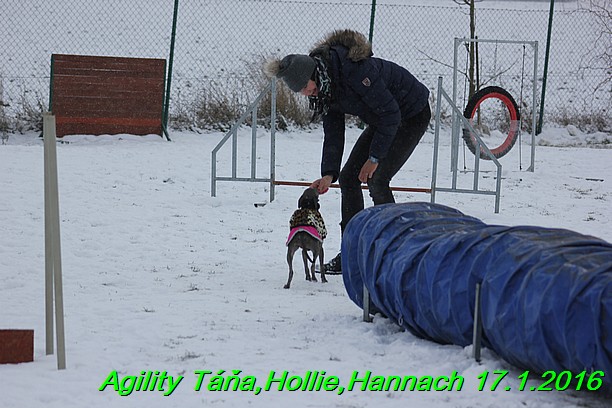 Agility Tana, Hollie,Hannach 17.1.2016 (126)