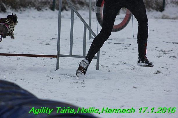 Agility Tana, Hollie,Hannach 17.1.2016 (127)