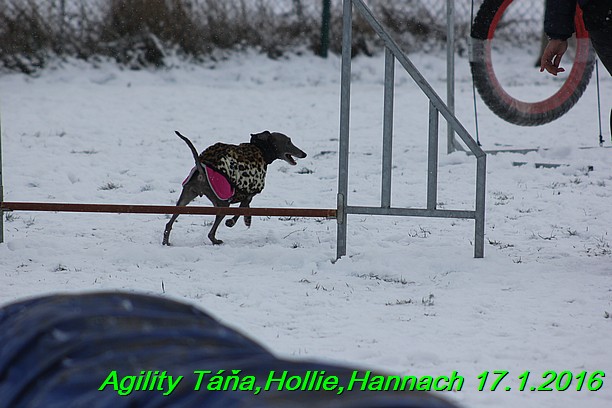 Agility Tana, Hollie,Hannach 17.1.2016 (128)