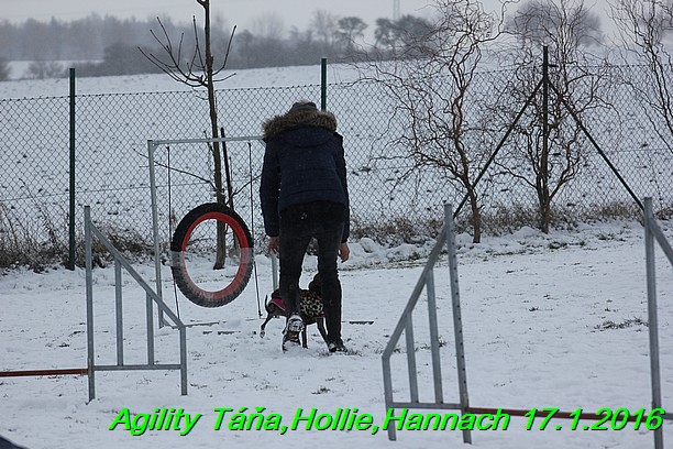 Agility Tana, Hollie,Hannach 17.1.2016 (129)