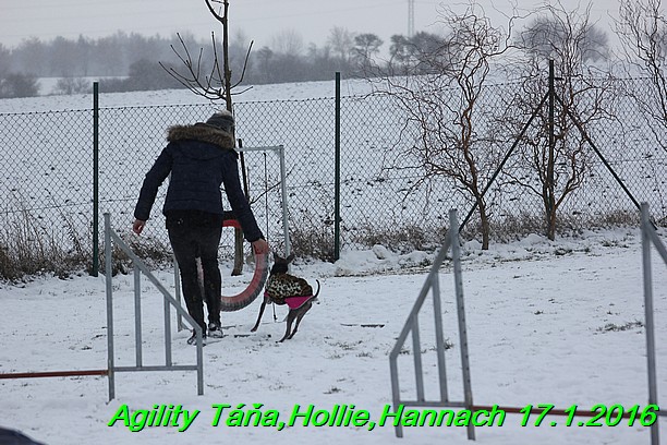 Agility Tana, Hollie,Hannach 17.1.2016 (130)