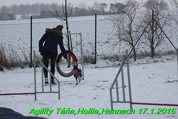 Agility Tana, Hollie,Hannach 17.1.2016 (131)