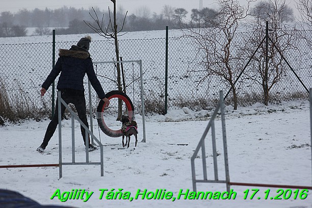 Agility Tana, Hollie,Hannach 17.1.2016 (132)