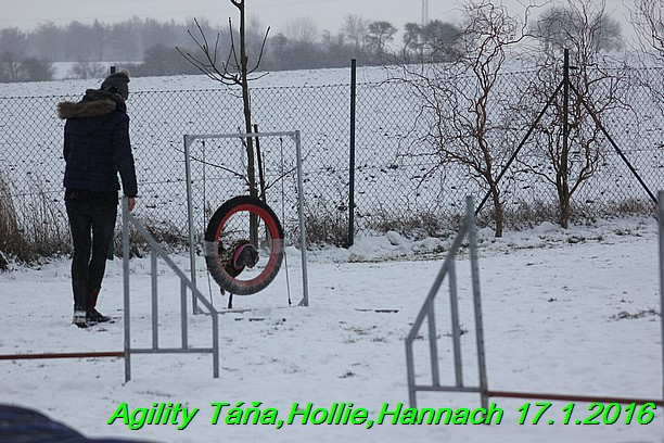 Agility Tana, Hollie,Hannach 17.1.2016 (134)