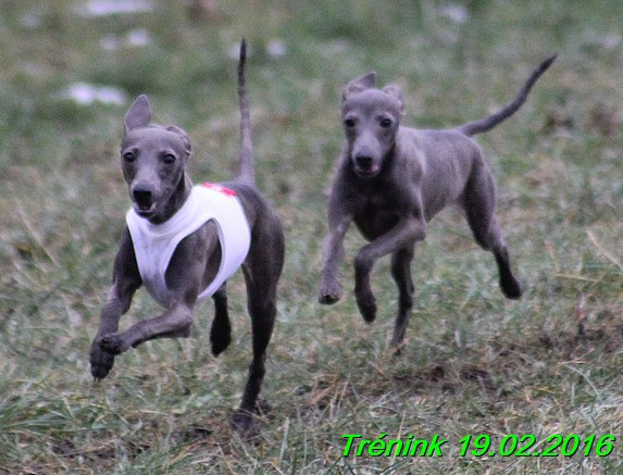 Nas trenink 19.2.2016 (126)