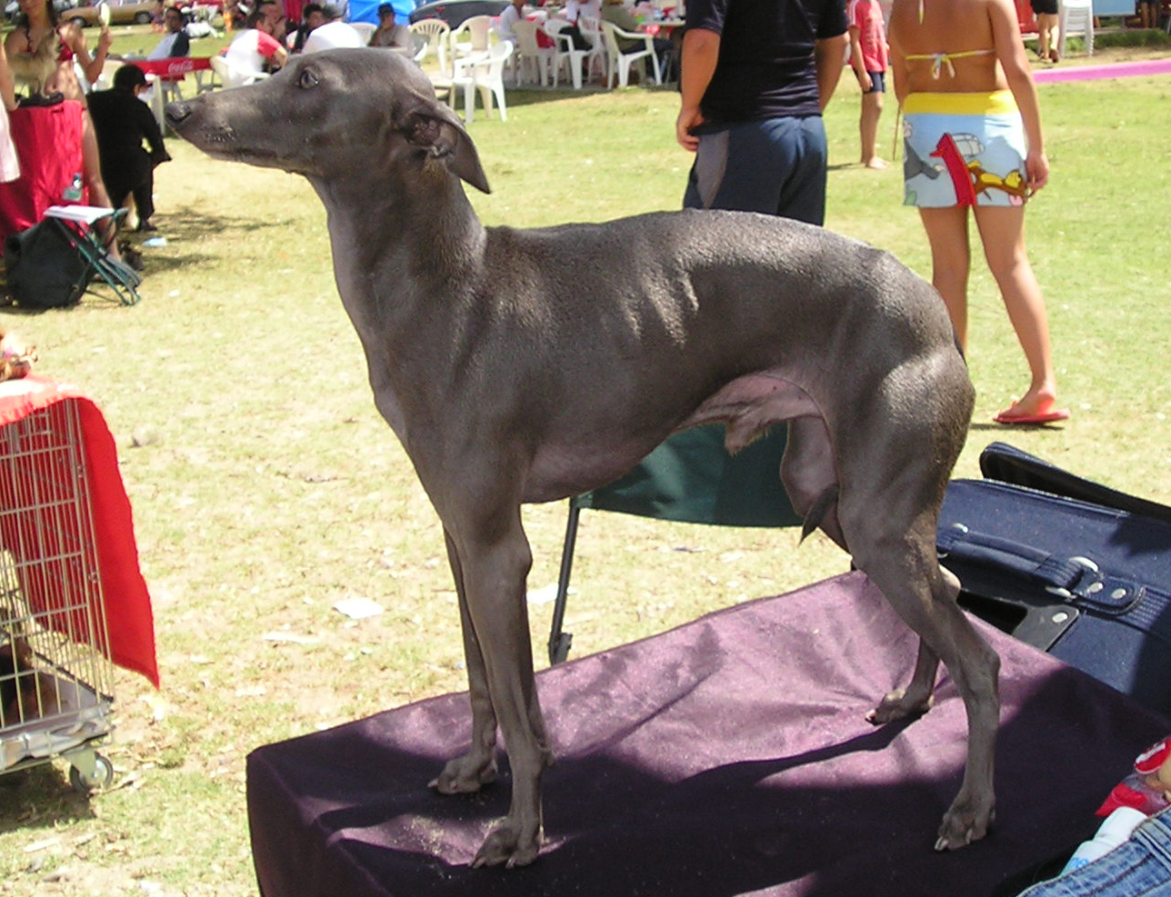 CAC a CACIB Ohrid - Makedonie 2006 Holly, Dew, Dhalgo 010