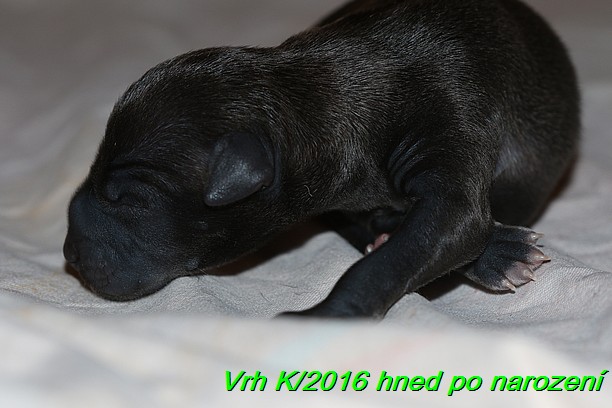 Vrh K 2016 hned po narozeni (7)