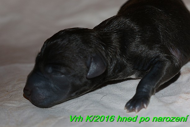 Vrh K 2016 hned po narozeni (15)