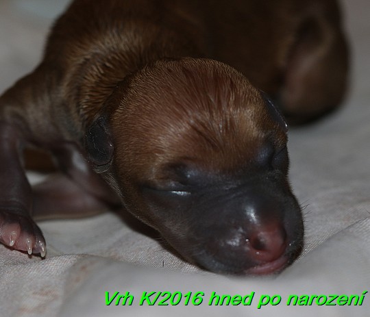 Vrh K 2016 hned po narozeni (17)