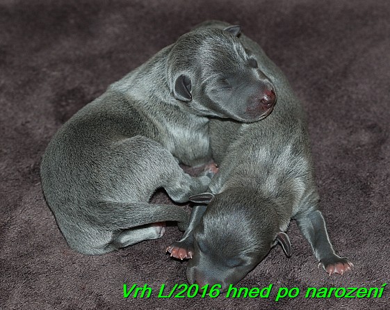 Vrh L 2016 hned po narozeni (27) fenky