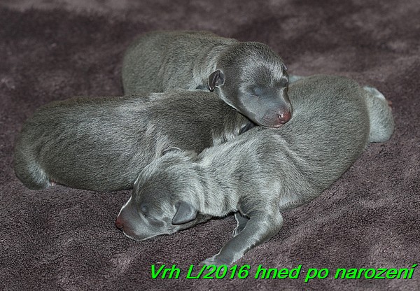 Vrh L 2016 hned po narozeni (34)