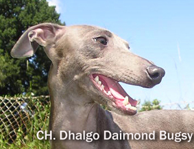 CH.Dhalgo Daimond Bugsy 16.7.2006 005