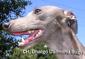 CH.Dhalgo Daimond Bugsy 16.7.2006 20