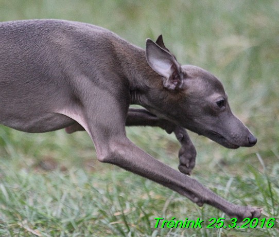 Nas trenink 25.3.2015 (143)