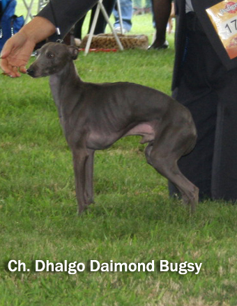 Dhalgo 1.09. 2007 CACIB Ml Bol