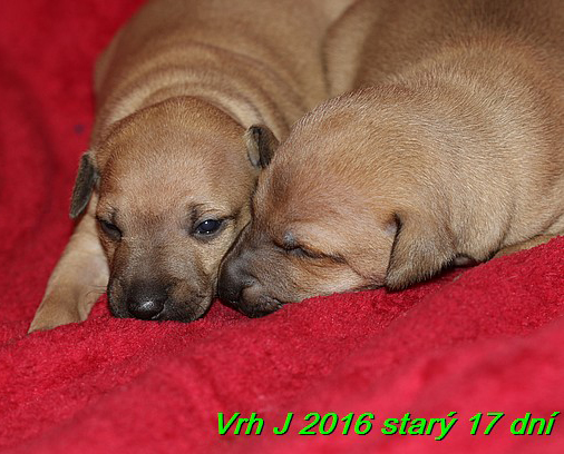 Vrh J 2016 starý 17 dní (4)