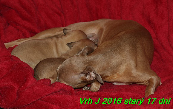 Vrh J 2016 starý 17 dní (9)