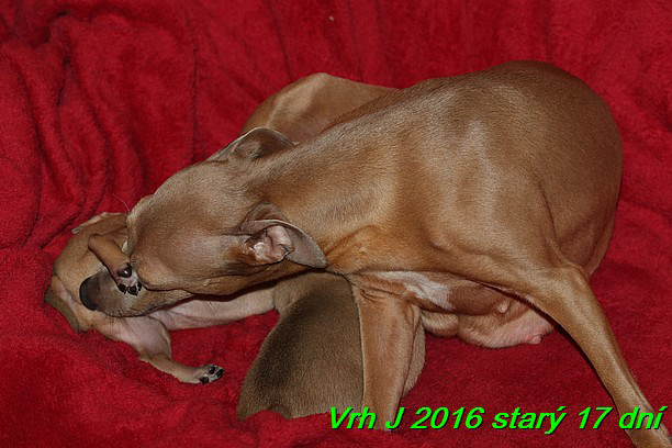 Vrh J 2016 starý 17 dní (13)