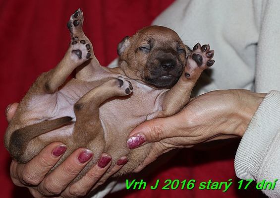 Vrh J 2016 starý 17 dní (21)