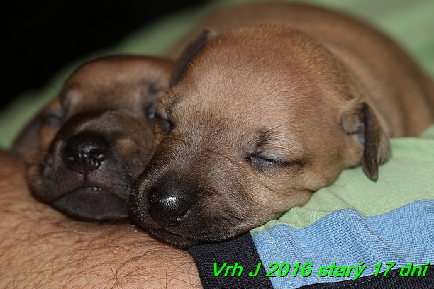 Vrh J 2016 starý 17 dní (33)