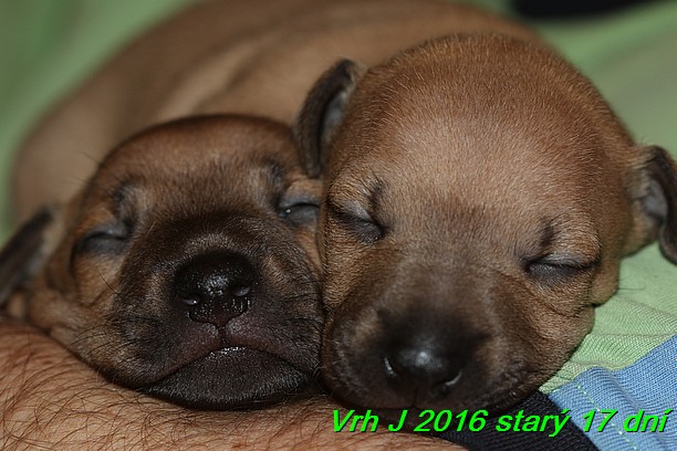 Vrh J 2016 starý 17 dní (34)