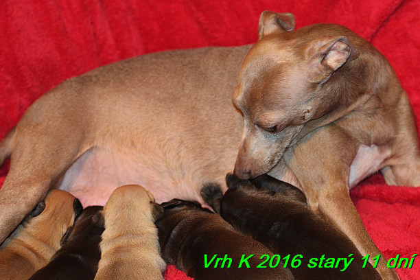 Vrh K 2016 stary 11 dni (5)