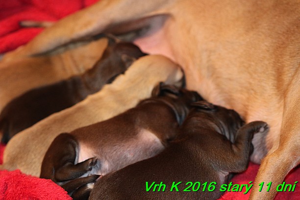 Vrh K 2016 stary 11 dni (9)