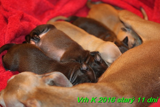 Vrh K 2016 stary 11 dni (11)