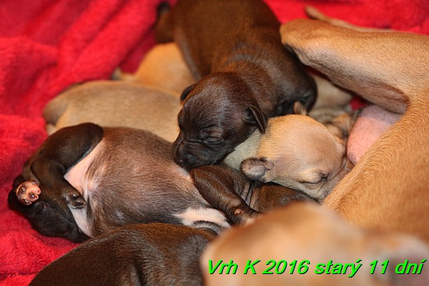 Vrh K 2016 stary 11 dni (18)