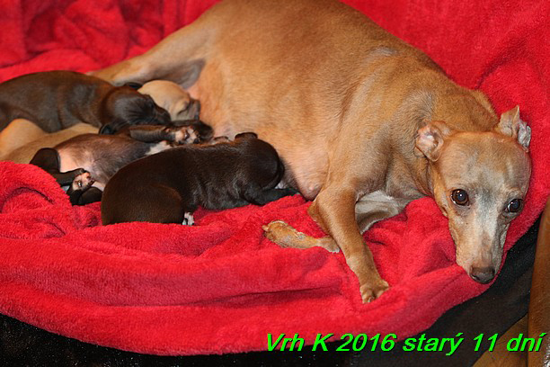 Vrh K 2016 stary 11 dni (22)