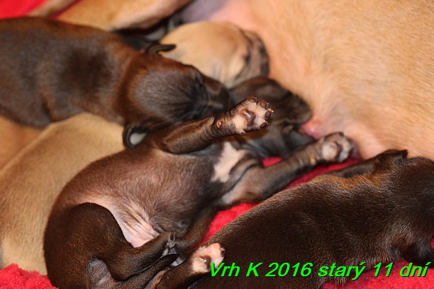 Vrh K 2016 stary 11 dni (23)