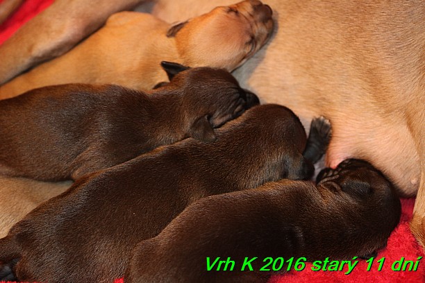 Vrh K 2016 stary 11 dni (29)