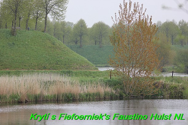 Táňa krytí v Hulst Nizozemí s Fiefoerniek's Faustino (3)