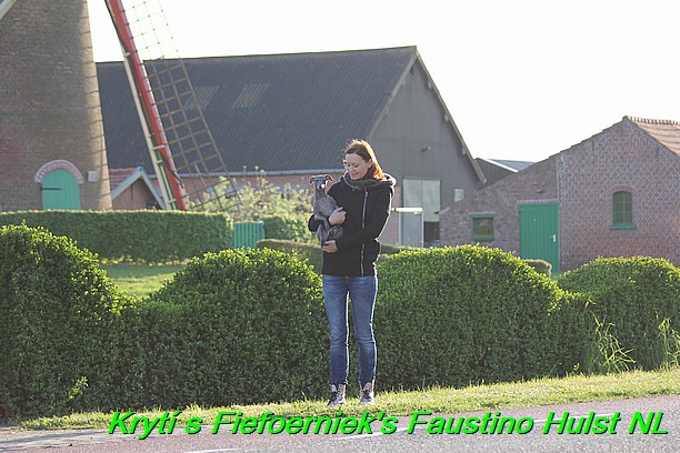 Táňa krytí v Hulst Nizozemí s Fiefoerniek's Faustino (14)