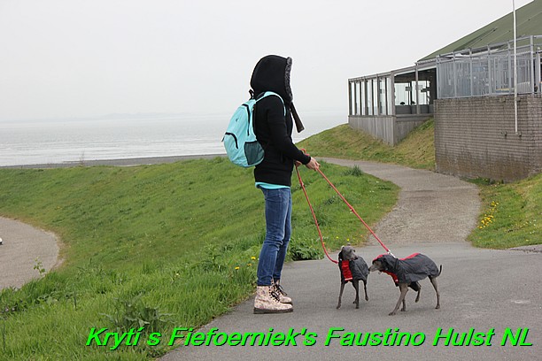 Táňa krytí v Hulst Nizozemí s Fiefoerniek's Faustino (44)