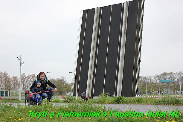 Táňa krytí v Hulst Nizozemí s Fiefoerniek's Faustino (47)