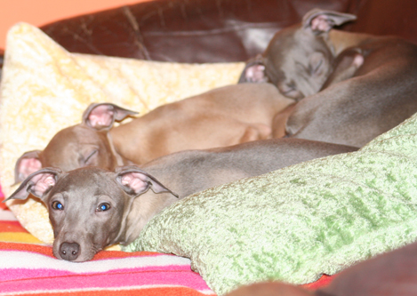 Belladona Feritte Bugsy 4 mesice, 10