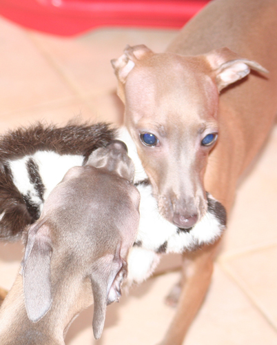 Belladona Feritte Bugsy 4 mesice 08