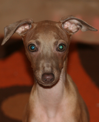 Belladona Feritte Bugsy 4 mesice 05