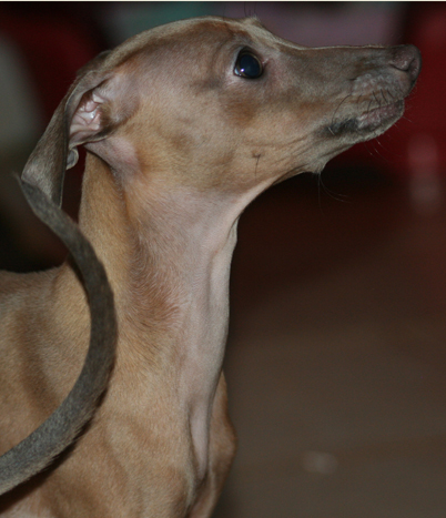 Belladona Feritte Bugsy 4 mesice
