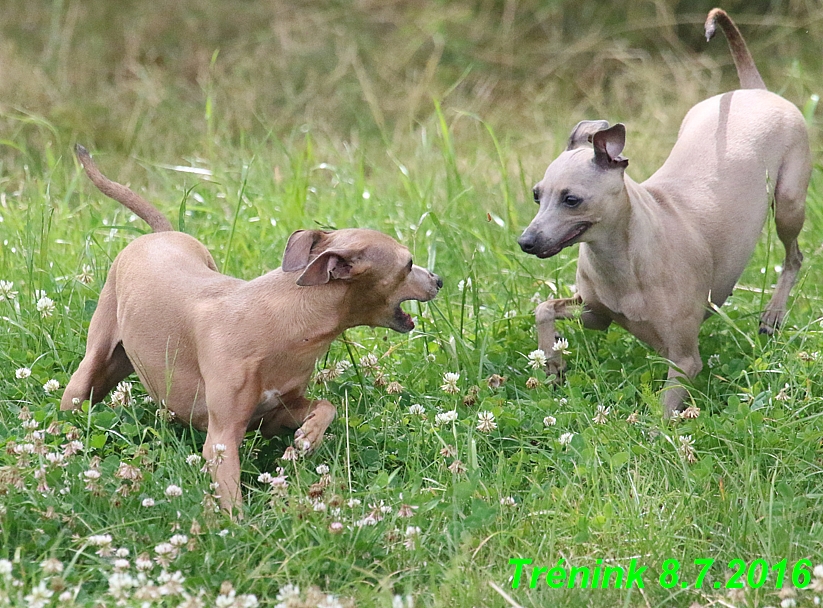 Náš trénink 8.7.2016 všechny feny, Bertrando,Jesika,Kasha  (19)