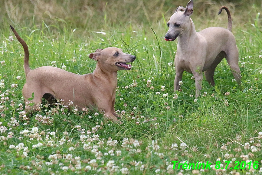 Náš trénink 8.7.2016 Všechny feny, Bertrando,Jesika,Kash (19)