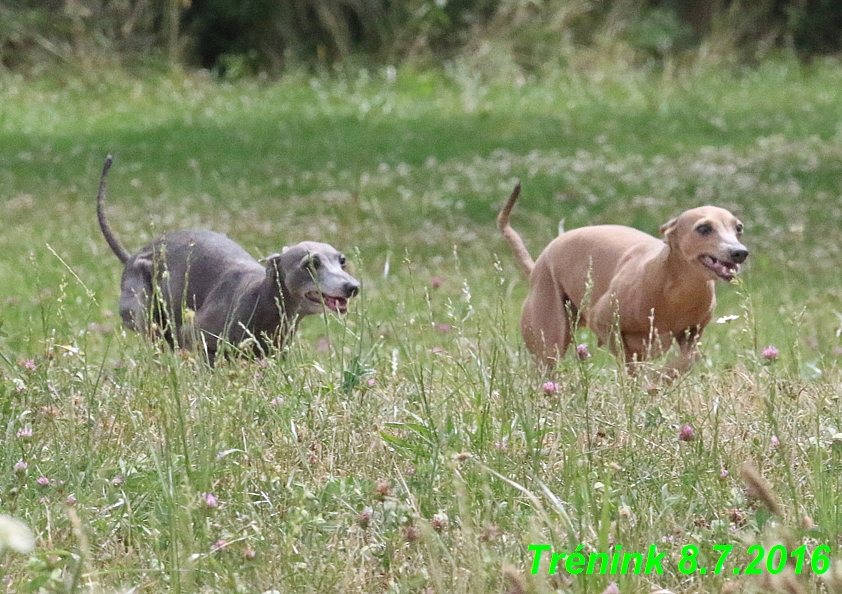 Náš trénink 8.7.2016 Všechny feny, Bertrando,Jesika,Kash (24)